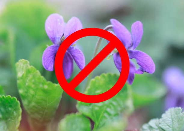 Istaknuta fotografija