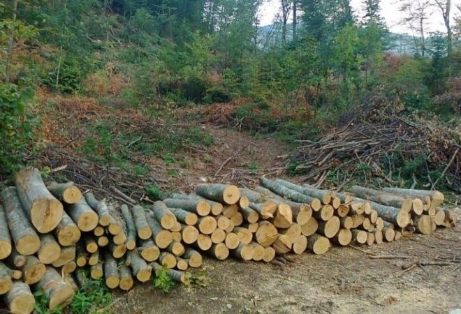 Istaknuta fotografija