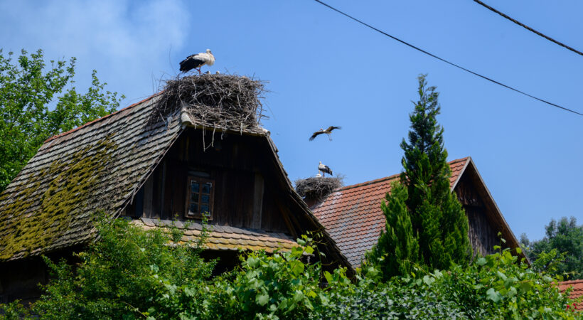 Istaknuta fotografija